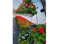 Greenhouse